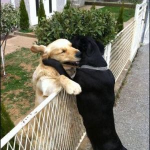 Meet your Posher, Susie